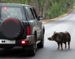 Ostra Vetere Stradenostre sulla sicurezza stradale dopo lo scontro con il cinghiale a Pongelli